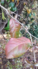 Combretum albidum