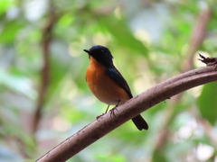 Cyornis rufigastra
