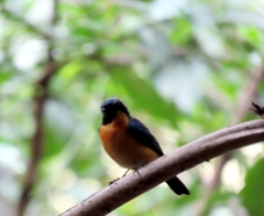 Cyornis rufigastra
