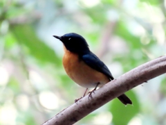 Cyornis rufigastra