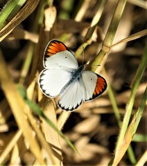 Colotis antevippe gavisa