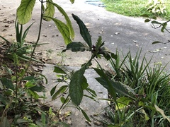 Phlogacanthus pulcherrimus