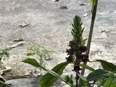 Phlogacanthus pulcherrimus