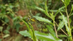 Neodythemis