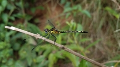 Neodythemis