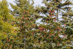 Picea jezoensis