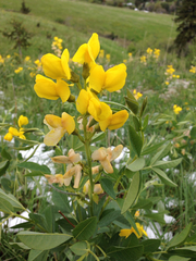 Thermopsis divaricarpa