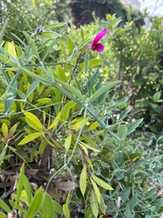 Lathyrus tingitanus