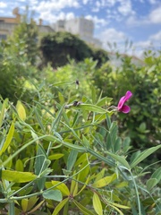 Lathyrus tingitanus