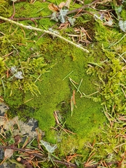 Pseudocrossidium revolutum