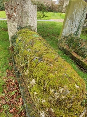 Pseudocrossidium revolutum