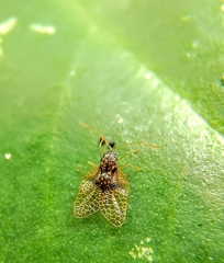 Alloiothucha artocarpi