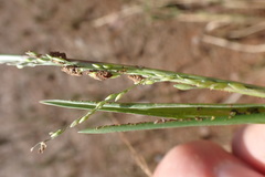 Panicum impeditum