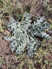 Onopordum acaulon