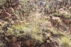 Aristida diffusa