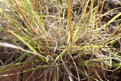 Aristida diffusa