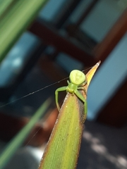 Misumenops rubrodecoratus