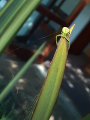 Misumenops rubrodecoratus