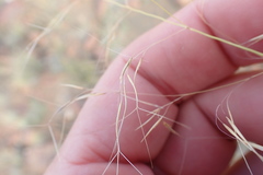Aristida diffusa