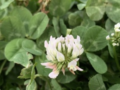 Trifolium repens