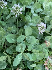 Trifolium repens