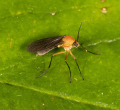 Pseudalysiinia mimicans