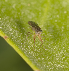 Ptilophyllodromia biroi