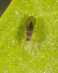 Ptilophyllodromia biroi