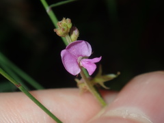 Maekawaea rhytidophylla