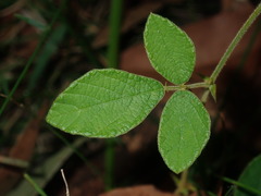 Maekawaea rhytidophylla, photograph Thomas Mesaglio, CC BY, iNaturalist via GBIF