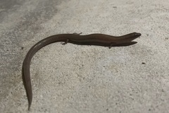 Glaphyromorphus punctulatus