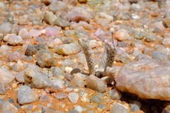 Anacampseros papyracea