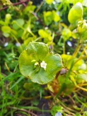 Claytonia perfoliata