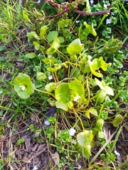 Claytonia perfoliata