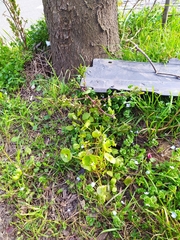 Claytonia perfoliata