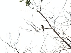 Gracupica nigricollis