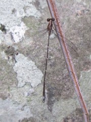 Chorismagrion risi