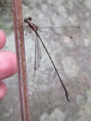 Chorismagrion risi