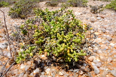 Eberlanzia cyathiformis