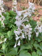 Corydalis cava