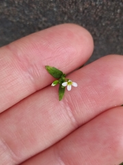 Arabidopsis thaliana