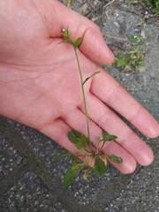Arabidopsis thaliana