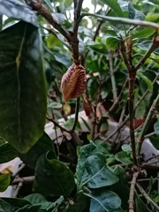 Hierodula transcaucasica