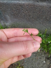 Arabidopsis thaliana