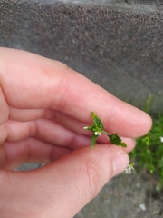 Arabidopsis thaliana