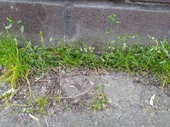 Arabidopsis thaliana