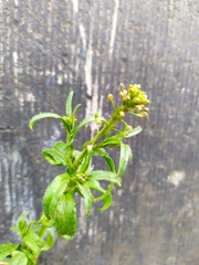 Capsella bursa-pastoris