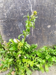 Capsella bursa-pastoris