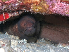 Broadbanded Moray photo 3