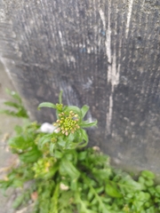 Capsella bursa-pastoris